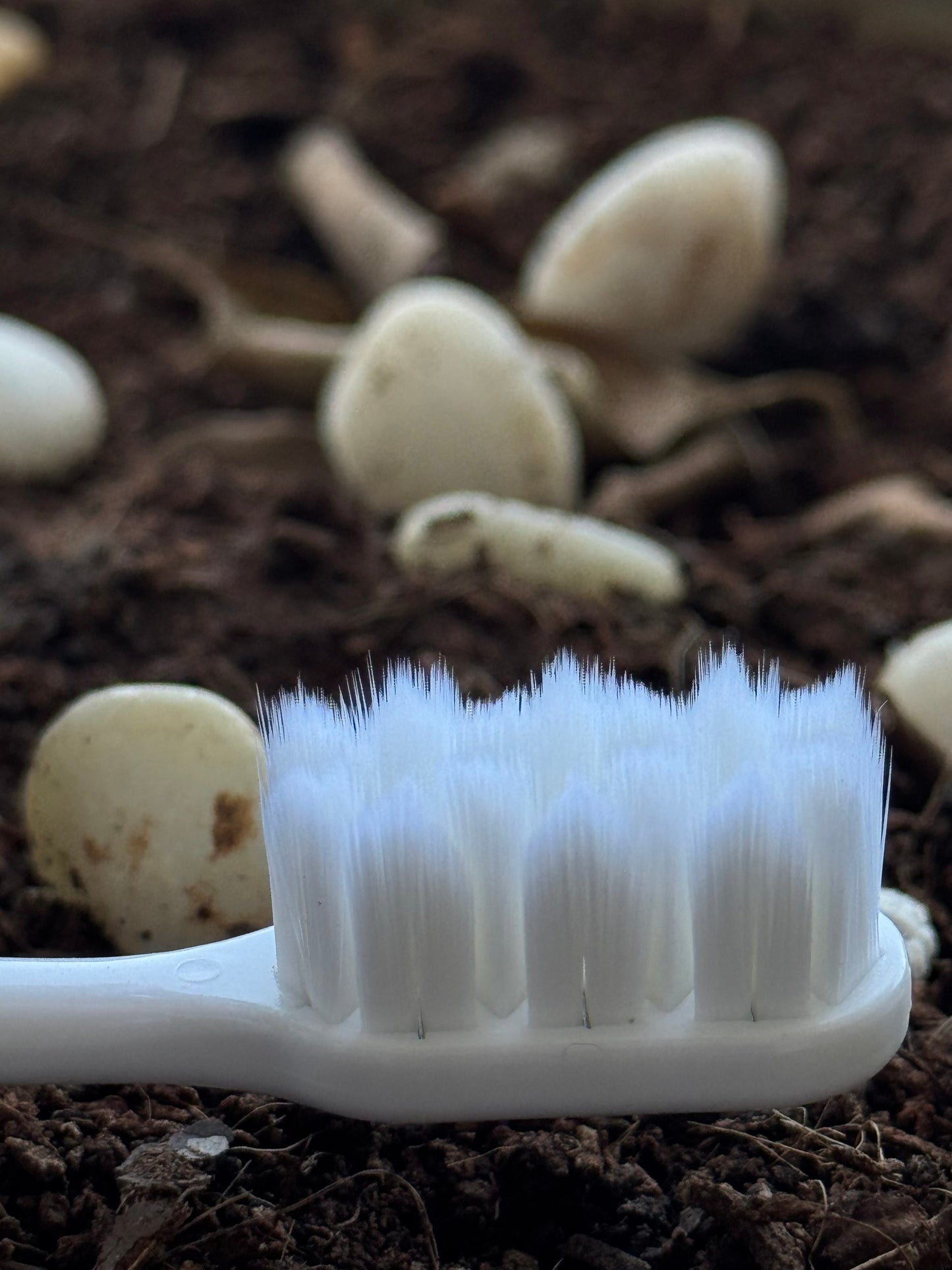 White toothbrush on a dark, textured surface with small white objects resembling seeds or bulbs.