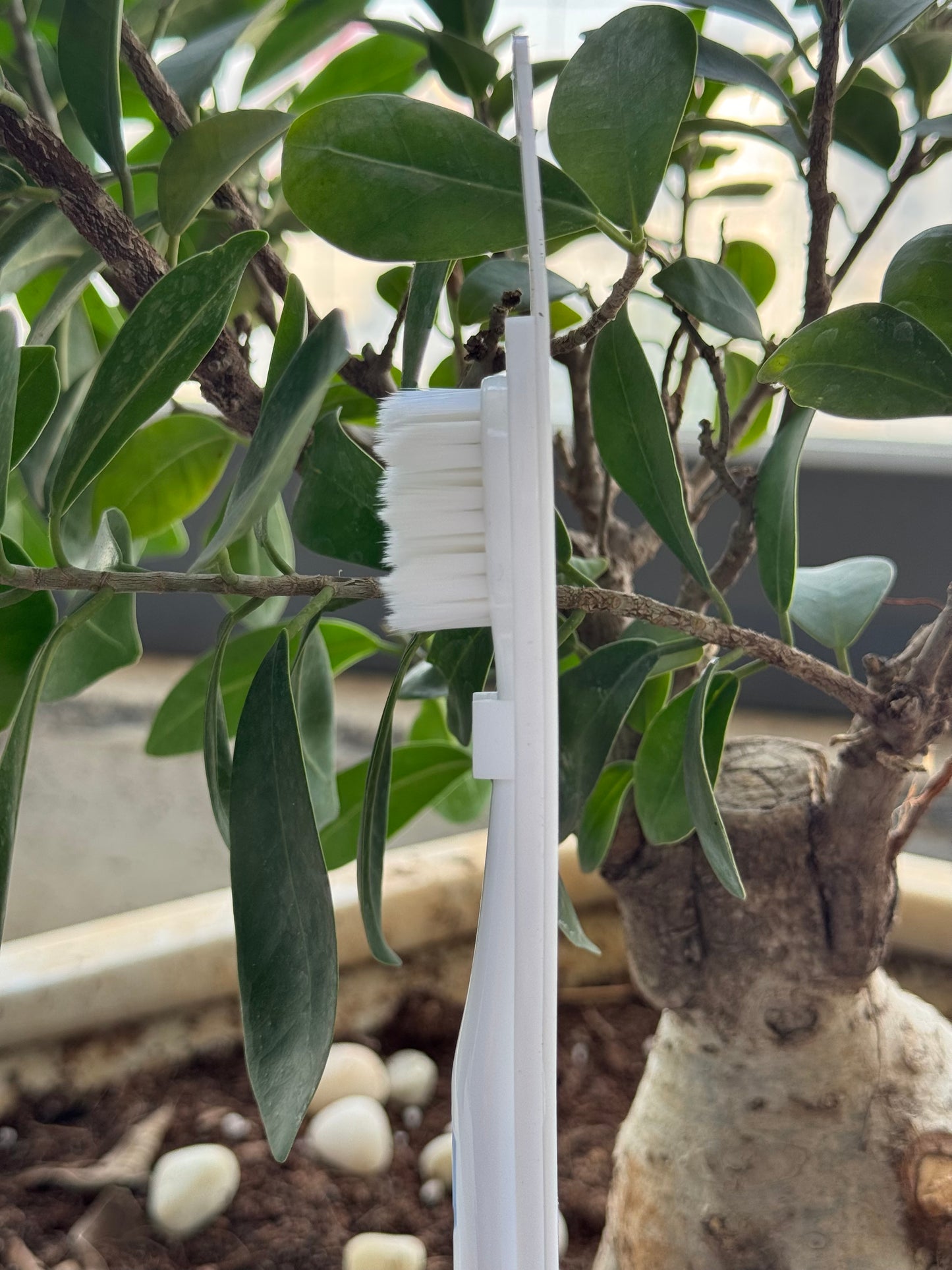 Ayuvita Ayurveda toothbrush with soft bristles and ergonomic design for gentle cleaning, and maintaining healthy teeth and gums.