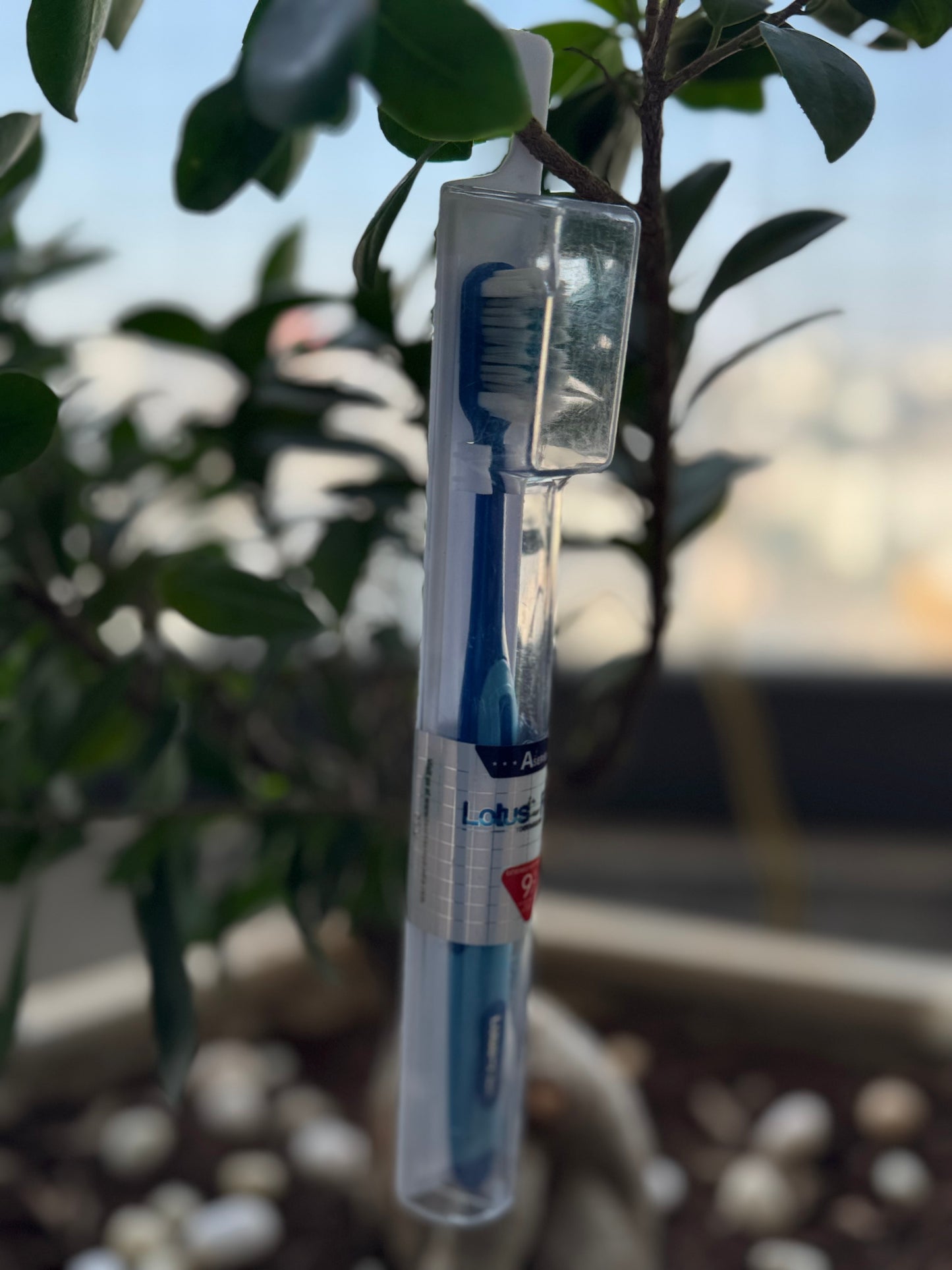 Lush toothbrush packaging held by a plant