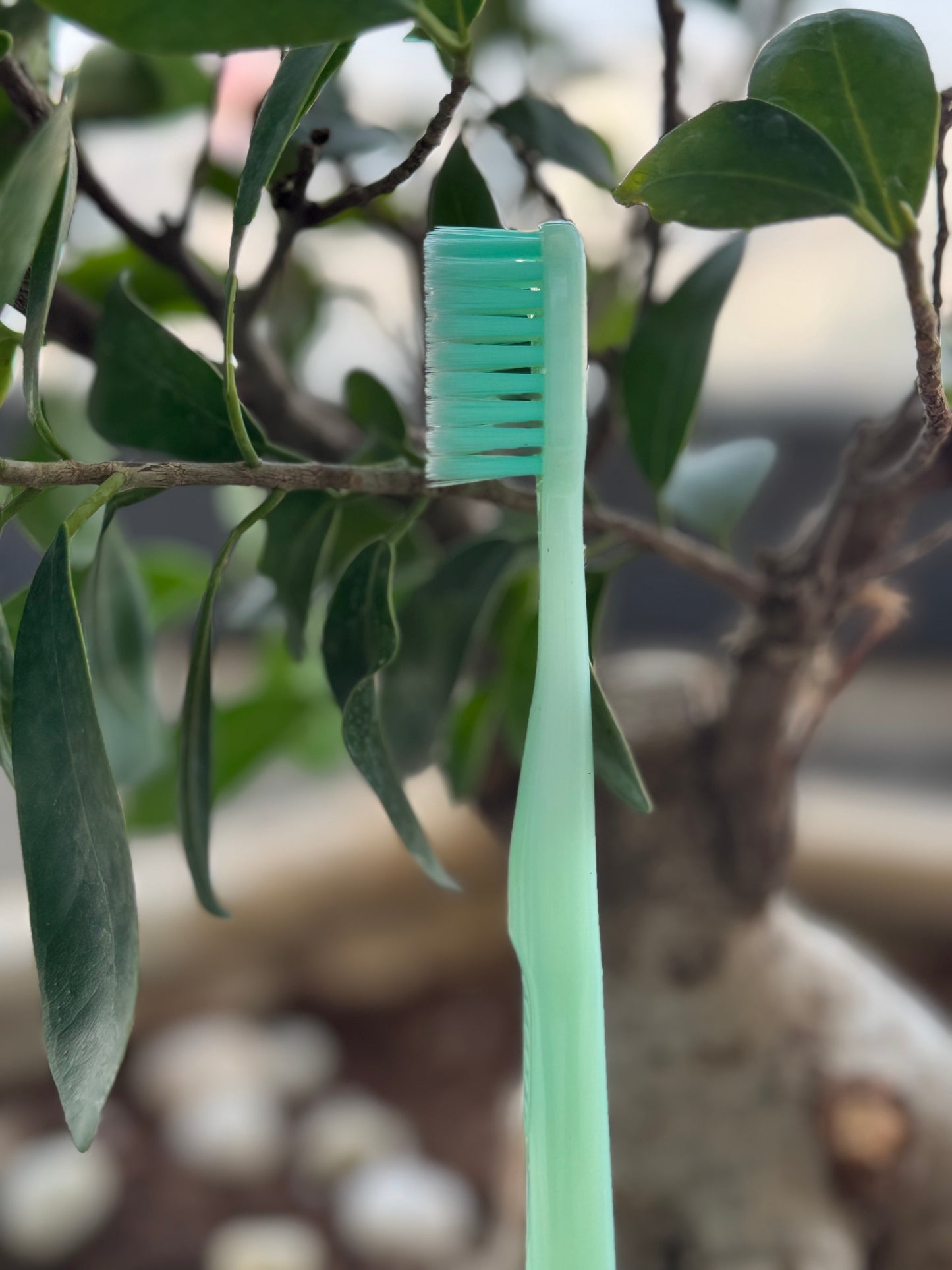 Green toothbrush on a branch with leaves